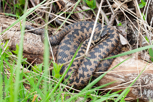 Vipère péliade Vipera berus en mode portrait en gors plan