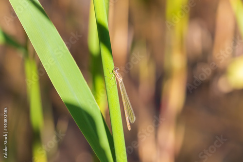 Dragonfly - Odonata with outstretched wings on a blade of grass. In the background is a beautiful bokeh created by an  lens.