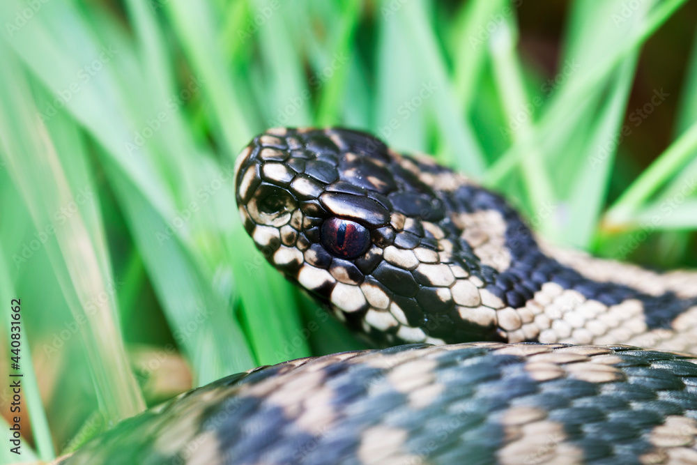 Vipère péliade Vipera berus en mode portrait en gors plan Vipère péliade Vipera berus en mode portrait en gors plan