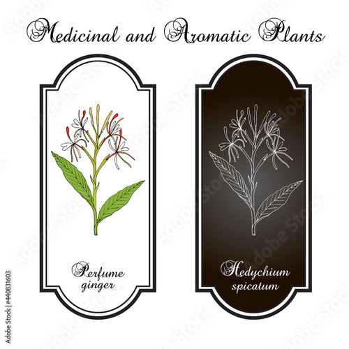 Perfume ginger hedychium spicatum , medicinal plant