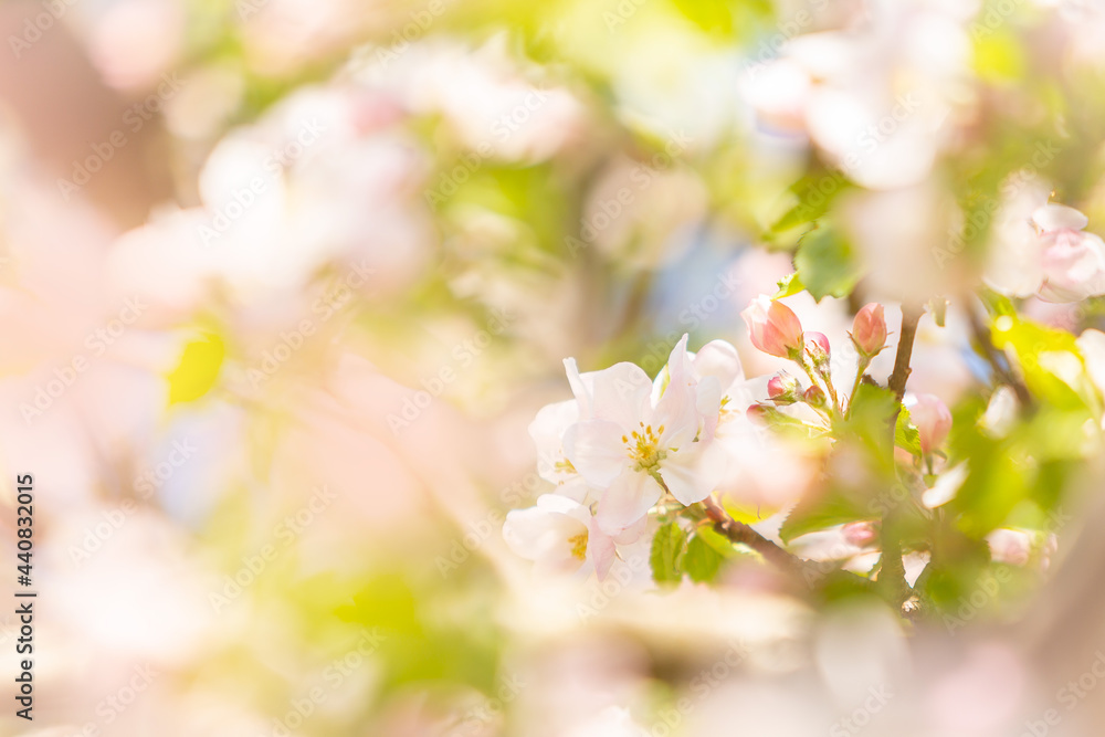 Sunny apple blossom during the spring season Sunny apple blossom during the spring season