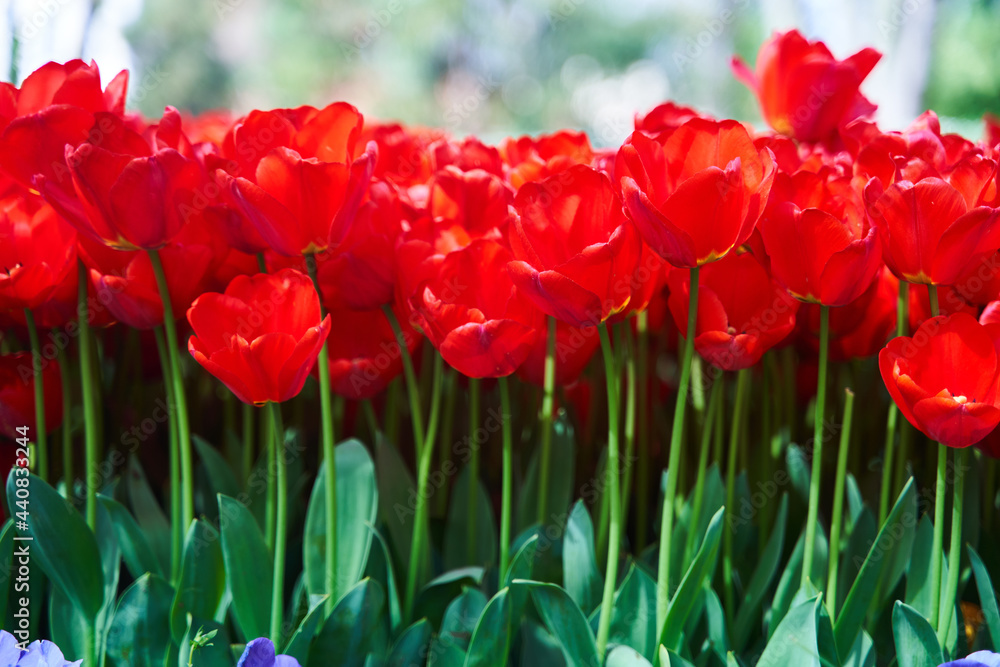 Obraz premium Red beautiful tulips field in spring time with sun rays