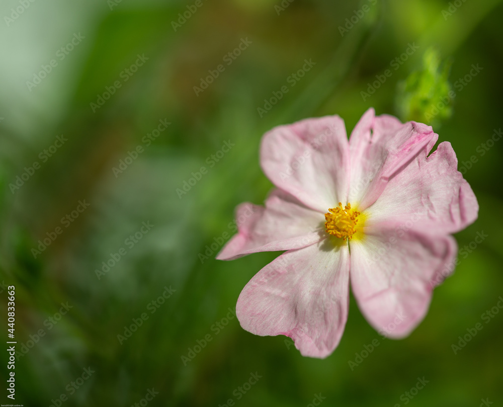 Cistus Parviflorus Kleinblütige Zistrose Cistus Parviflorus Kleinblütige Zistrose