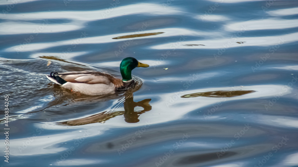 Obraz premium Duck on the lake