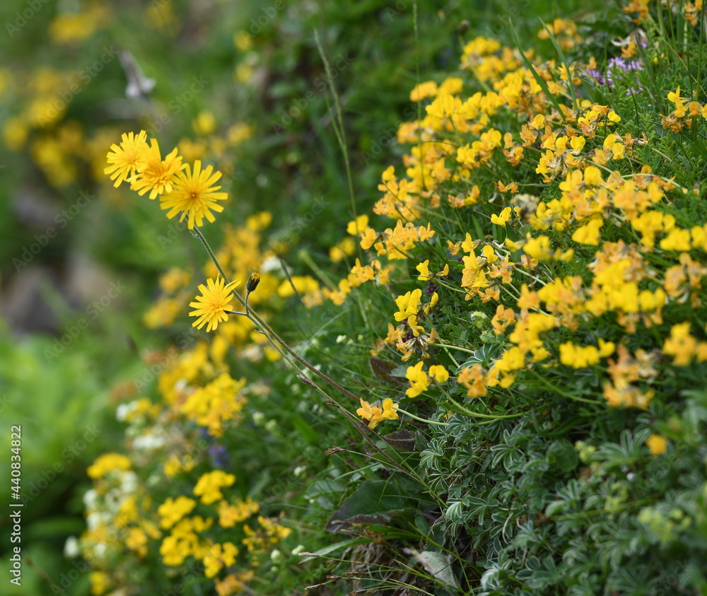 flore alpine flore alpine