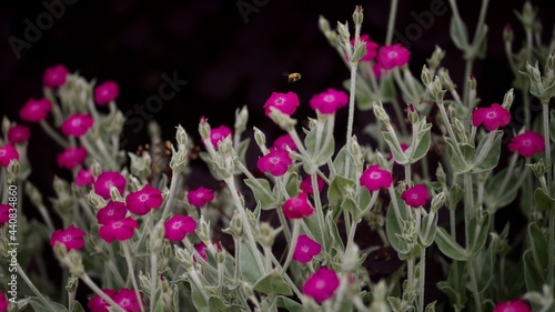 Rose Campion Flowers