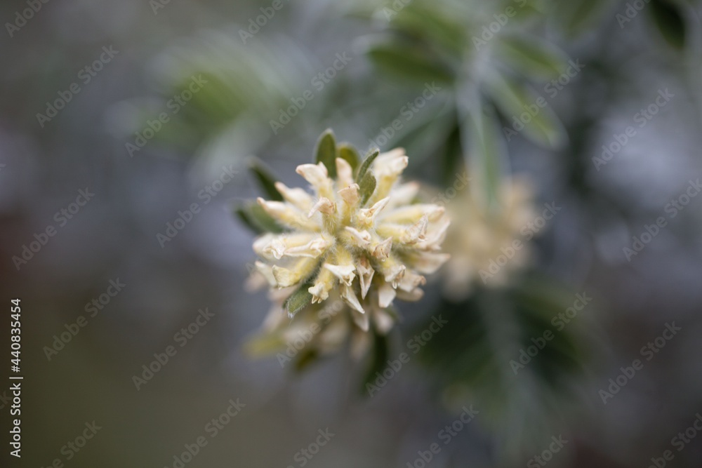 Flower of a Jupiter beard, Anthyllis barba jovis Flower of a Jupiter beard, Anthyllis barba jovis