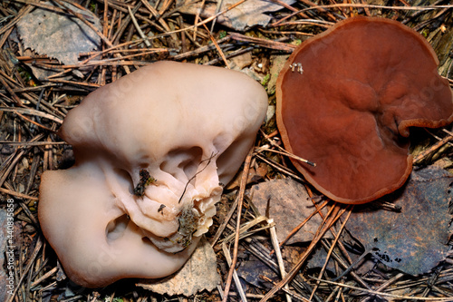 Fruiting bodies of Lycogala epidendrum, known as wolf's milk or groening's slime . photo