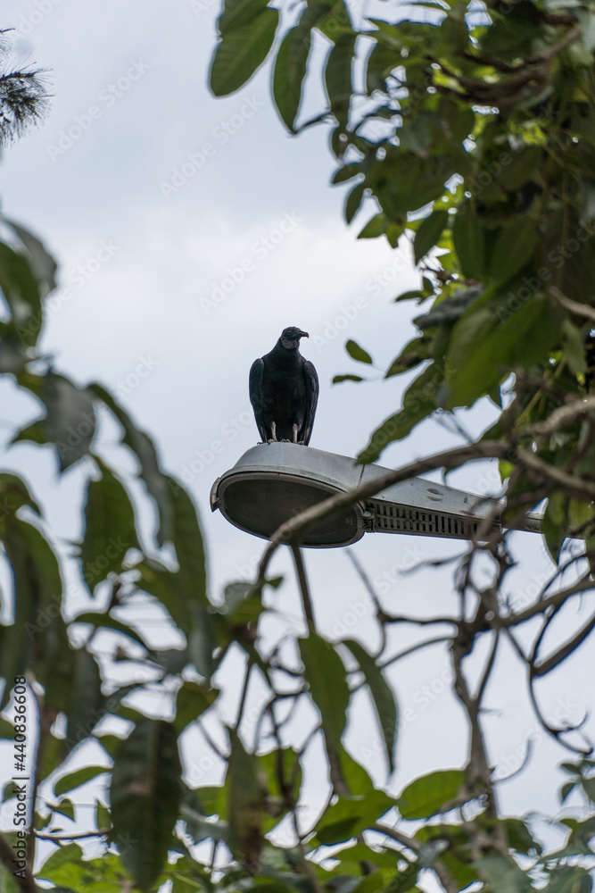 Vulture on top of lamppost with leaves of trees around. Partially sunny day with some clouds. Vulture on top of lamppost with leaves of trees around. Partially sunny day with some clouds.