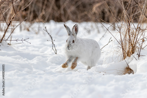 White snowshoe hare running in the snow in Canada. Mostly white with cute brown feet.