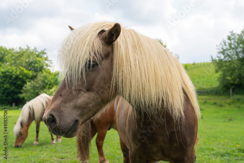 Horse Portrait with detailed body parts © bilge