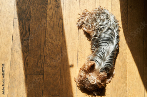Cute adult Yorkshire terrier lies on the floor