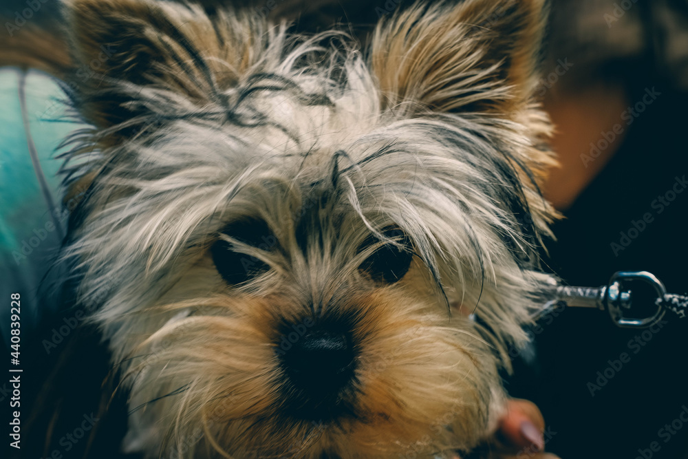 Fototapeta premium yorkshire terrier puppy