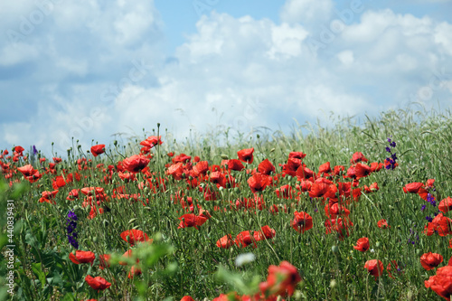 wild red poppies on the field