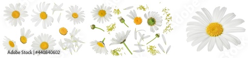 chamomile or daisies isolated on white background with full depth of field. Set or collection. © kolesnikovserg