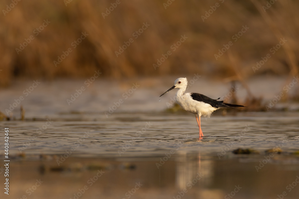Black-winged stilt standing in shallow water Black-winged stilt standing in shallow water