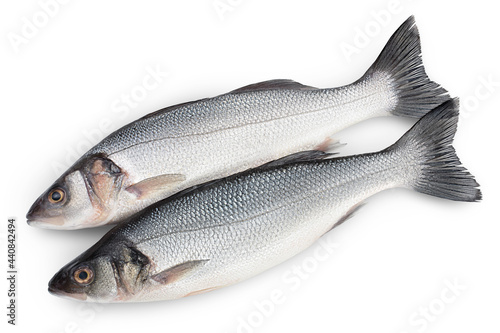 Sea bass fich isolated on white background with clipping path. Top view. Flat lay