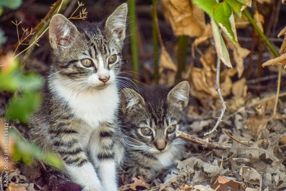 Feral kitten siblings hiding at the base of a blackberry bush along a river. Feral kitten siblings hiding at the base of a blackberry bush along a river.