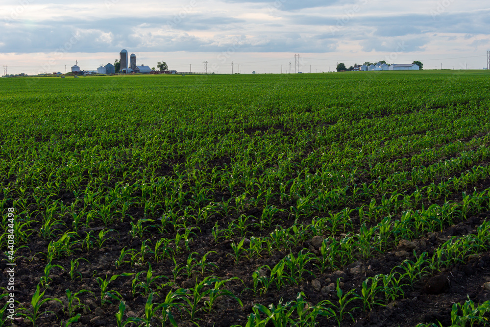 Obraz premium Springtime cornfield with farm buildings in the distance.