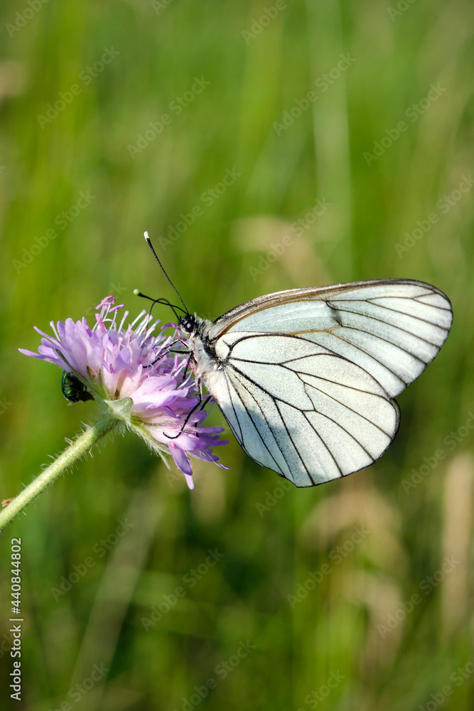 Fototapeta premium beautiful white butterfly on flower close up