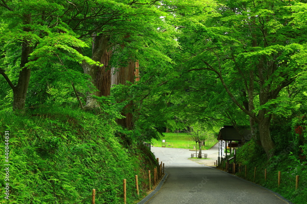 Naklejka premium 世界遺産 新緑の中尊寺