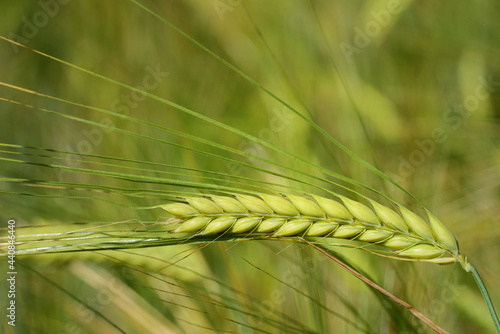 Close up of a green unripe ear of barley, in a barley field, in summer