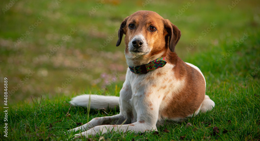 dog sitting on grass