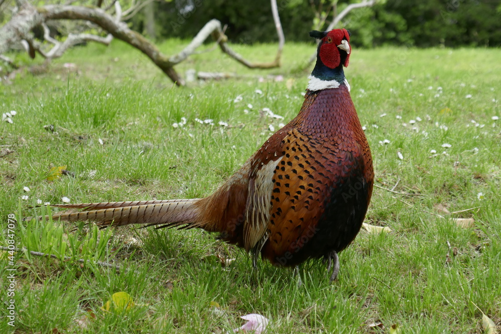 Fototapeta premium Pheasant