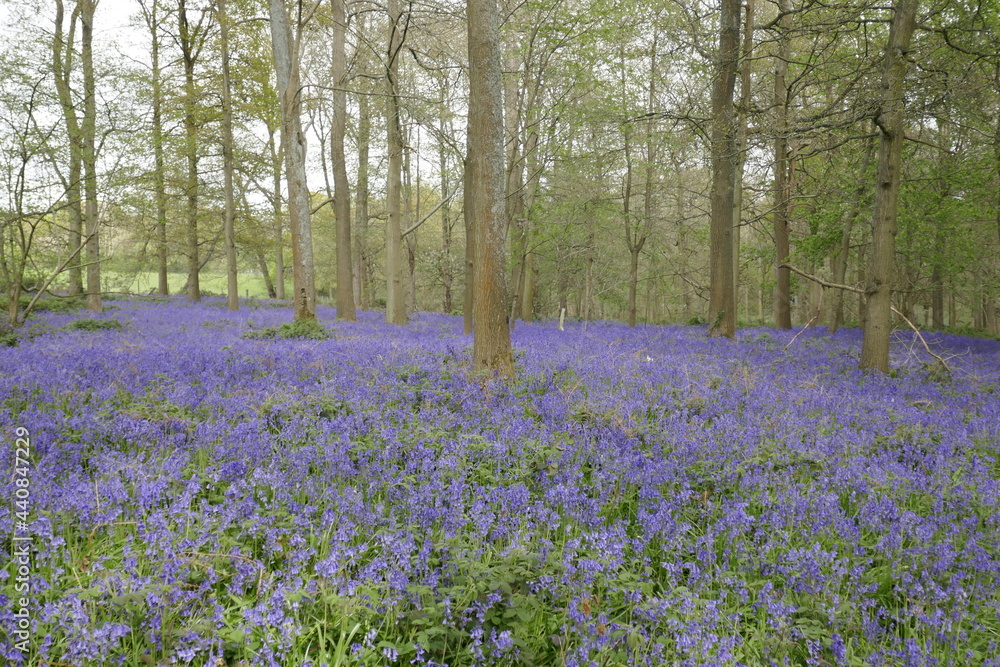 Naklejka premium Bluebell wood in Spring