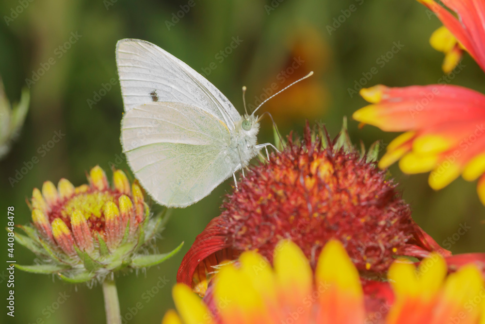 white butterfly collects pollen from a red flower white butterfly collects pollen from a red flower