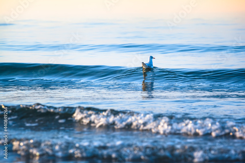 On Tranquil Wave Peak / Seagull swimming on small shore wave of baltic sea toward twilight horizon at soft sound of sea (copy space) © 75tiks