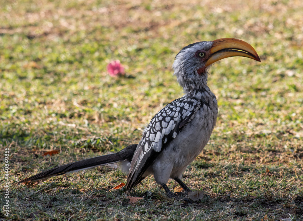 Obraz premium Bird from Namibia