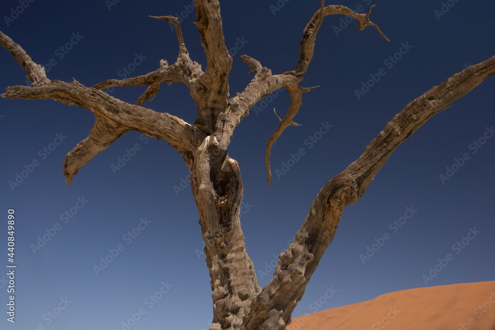 dead tree in the desert dead tree in the desert