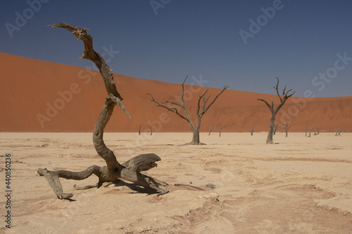 dead tree in the desert