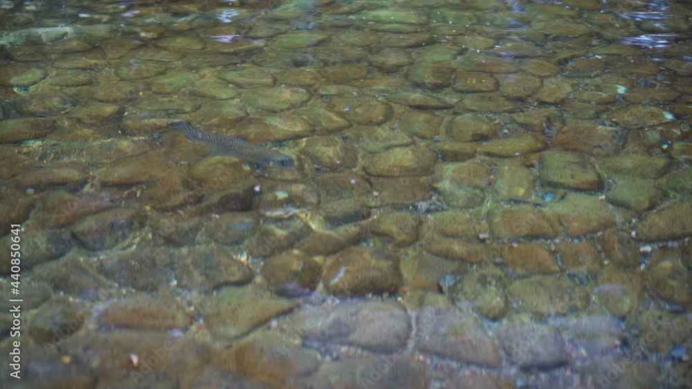 Sturgeon fish under water artificial pond for fishing with stone bed. High quality 4k footage Sturgeon fish under water artificial pond for fishing with stone bed. High quality 4k footage