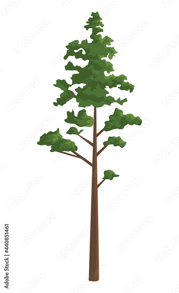 Fototapeta premium pine tree plant