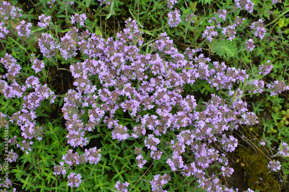 Thyme (Thymus serpyllum) blooms in nature Thyme (Thymus serpyllum) blooms in nature