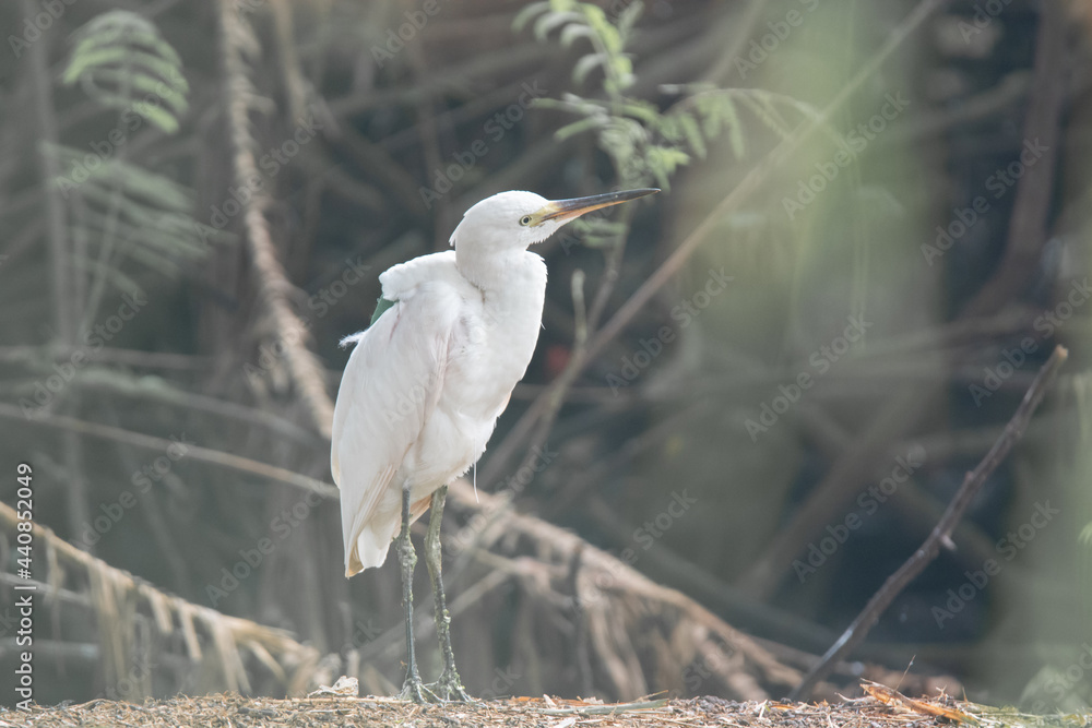 Little egret or small heron in bamboo tree. Little egret with breeding plumage in breeding season Little egret or small heron in bamboo tree. Little egret with breeding plumage in breeding season