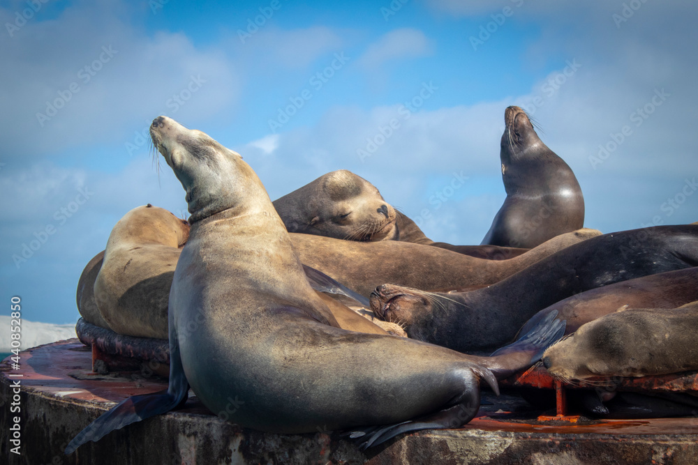 Fototapeta premium lobos marinos descansando dormidos bajo el sol en la playa