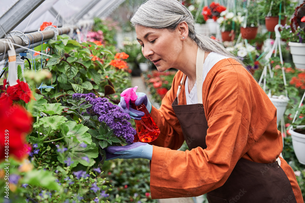Female gardener wearing gloves spraying with fertilizer at the violet flowers