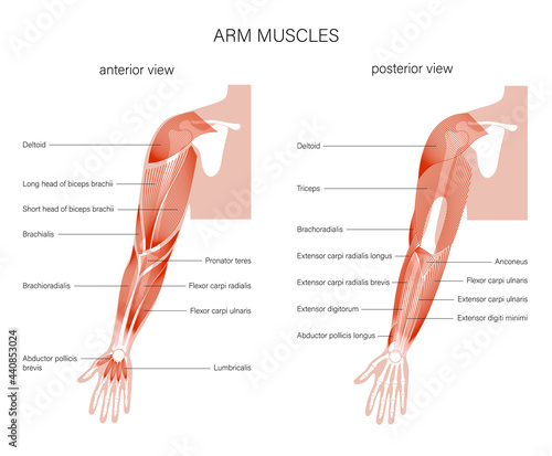 Muscular system arms photo