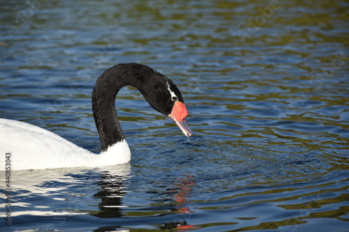 black-necked swan (Cygnus melancoryphus) in a park in Buenos Aires
