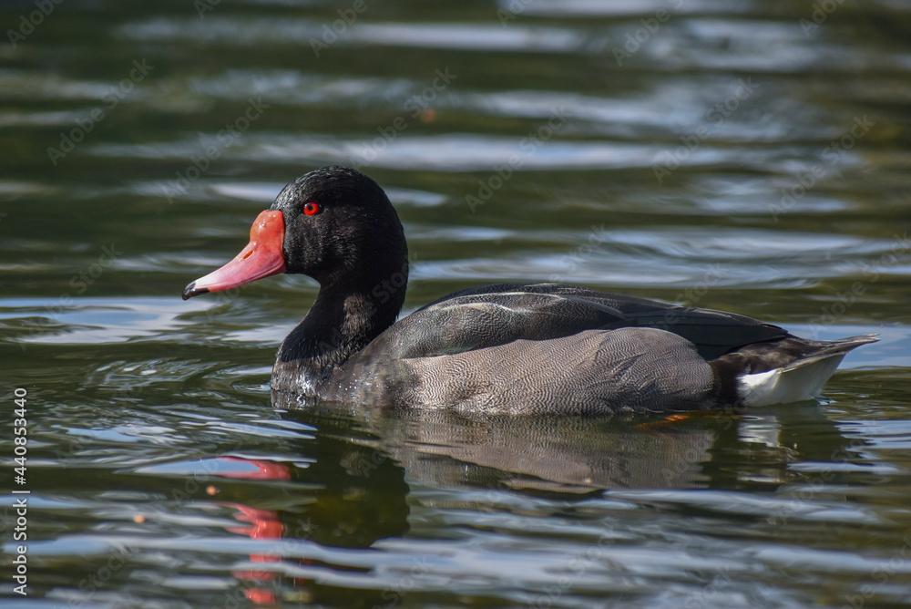male rosy-billed pochard (Netta peposaca), at a public park in Buenos Aires male rosy-billed pochard (Netta peposaca), at a public park in Buenos Aires