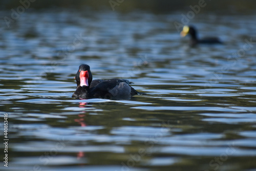 male rosy-billed pochard (Netta peposaca), at a public park in Buenos Aires photo