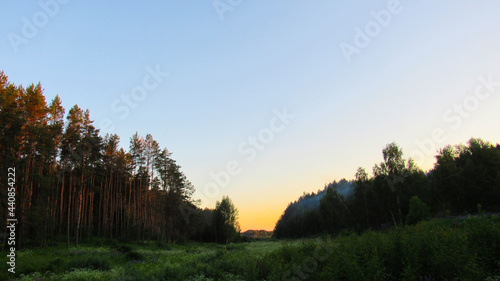 Evening pine forest and sunset