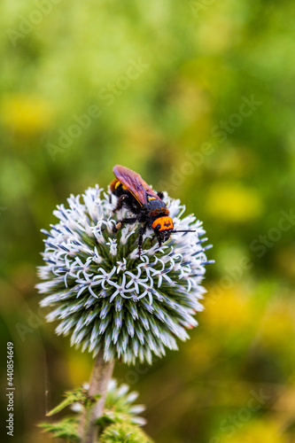 A close-up of an insect on a flower. Wasp, hornet.