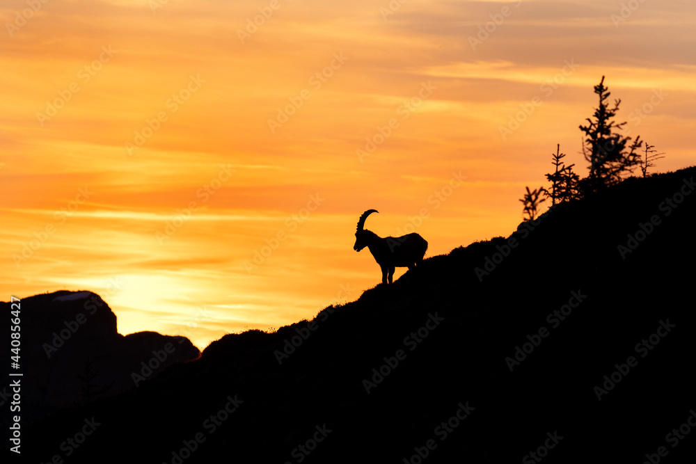 Alpine ibex in the Switzerland mountains. Ibex moving in the Alps. European wildlife nature during spring season.
