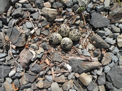 Killdeer Eggs