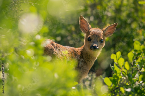 Roe deer cub in the bush