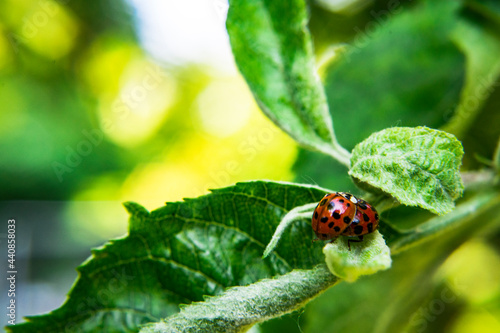 Biedronki, ladybug, nature